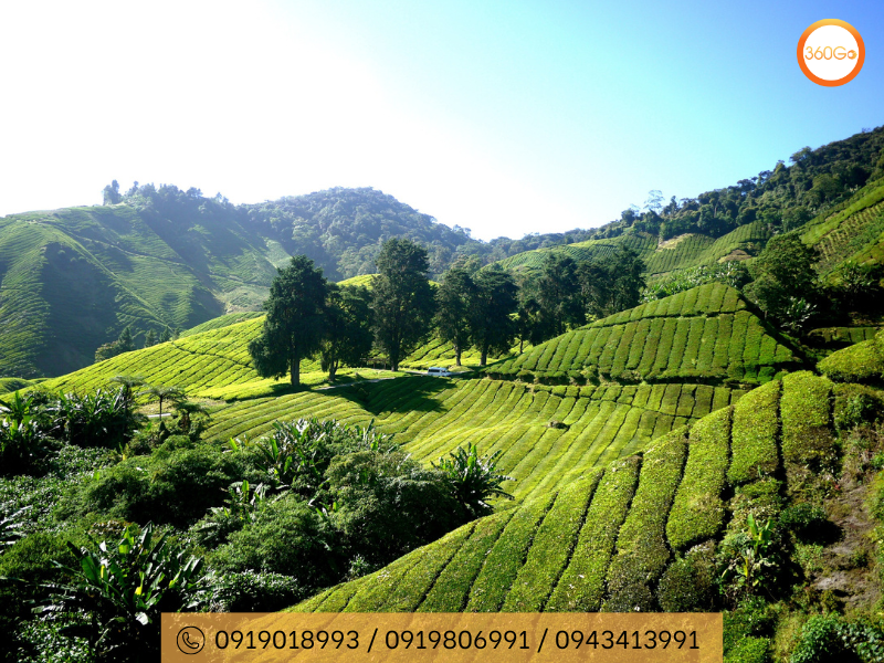 Cameron Highland là vùng đất giàu văn hoá lịch sử - Du lịch 360Go